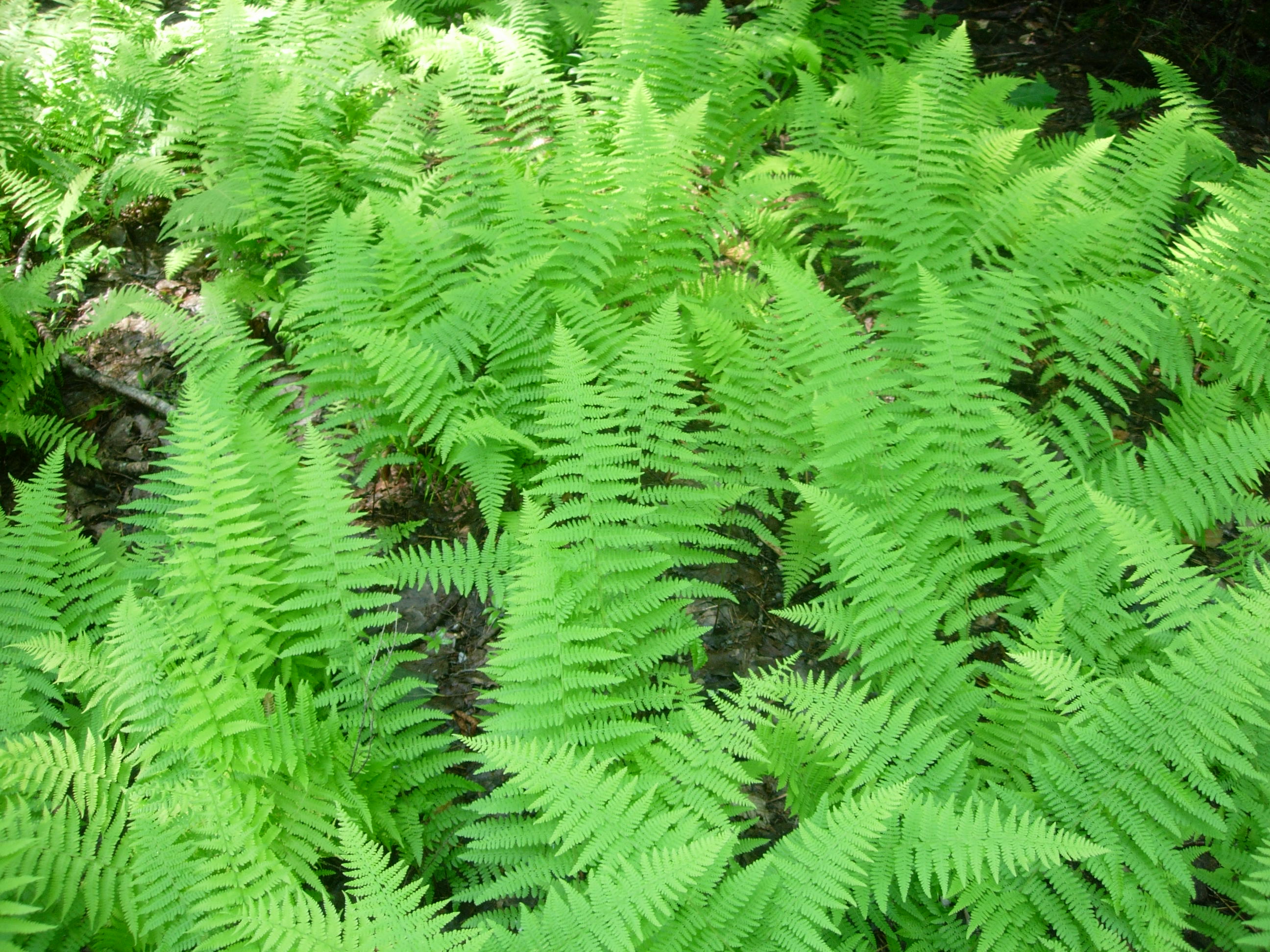 ferns